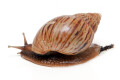 Lissachatina craveni adult